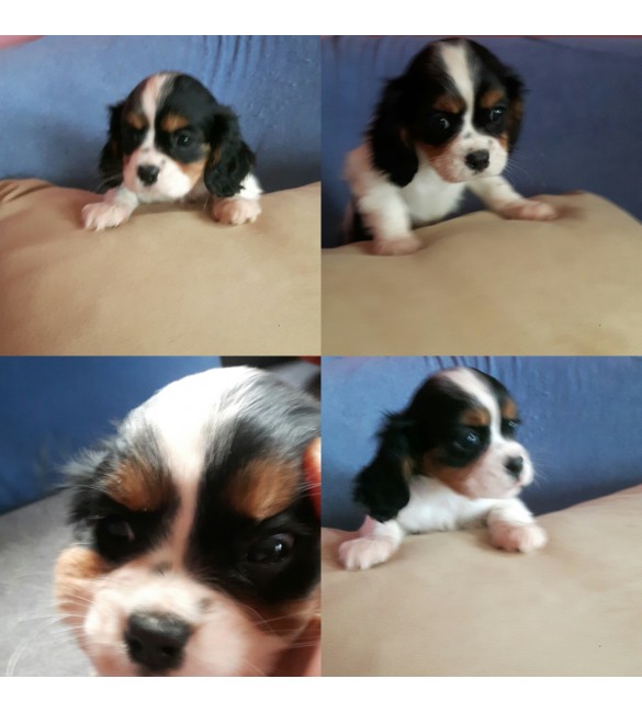 Cavalier King Charles three colors puppy
